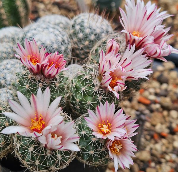 Turbinicapus saueri ssp. nillissae